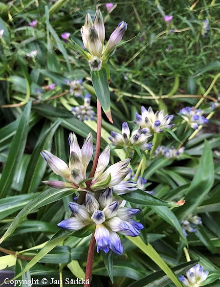 Gentiana dahurica, rnsykatkero